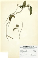 藏品(日本牛膝)的圖片